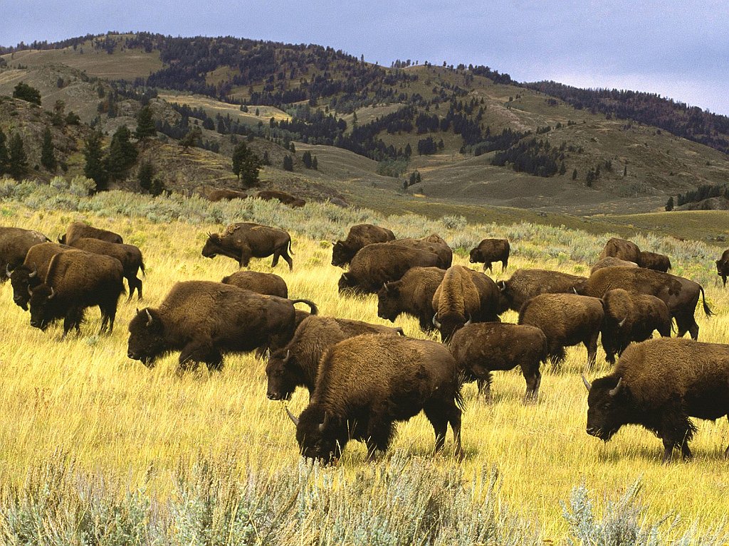 Bison, Yellowstone National Park, Wyoming